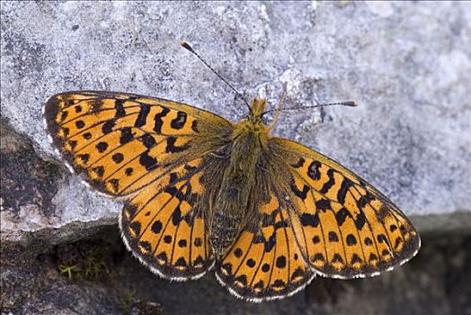 豹纹蝶,提洛尔,奥地利,欧洲