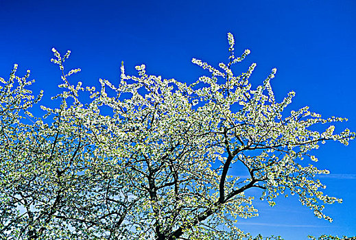 花,樱桃树,阿尔萨斯,法国