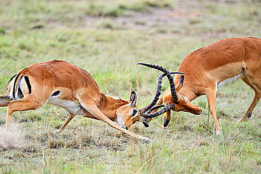 黑斑羚,争斗,雄性,马赛马拉国家保护区,肯尼亚,非洲