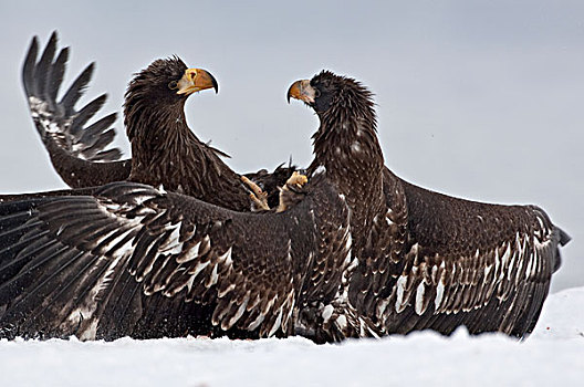 海鹰,虎头海雕,幼小,争斗,堪察加半岛,俄罗斯