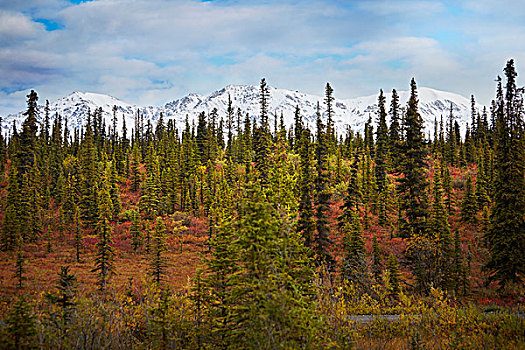 秋日树林,正面,雪山,兰格尔,阿拉斯加,美国
