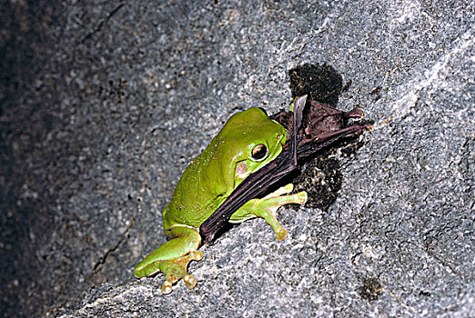 树蛙,小,蝙蝠,中心,昆士兰,澳大利亚
