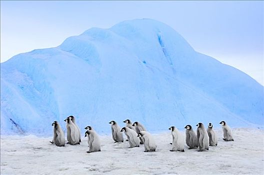 帝企鹅,幼禽,走,雪丘岛,南极