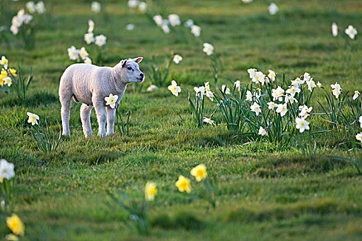 生活,绵羊,羊羔,特塞尔,荷兰,欧洲