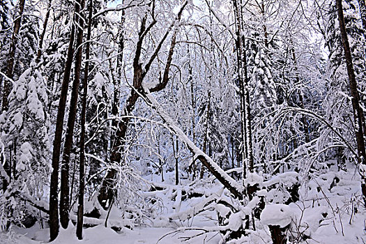 雪乡雪谷