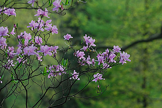 杜鹃花