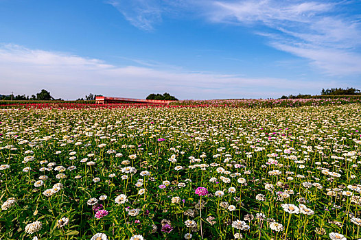 中国长春莲花山生态旅游度假区花海景观