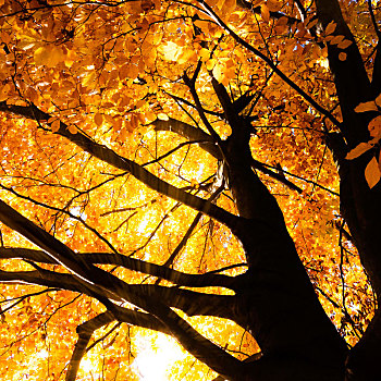 树,秋天,阳光