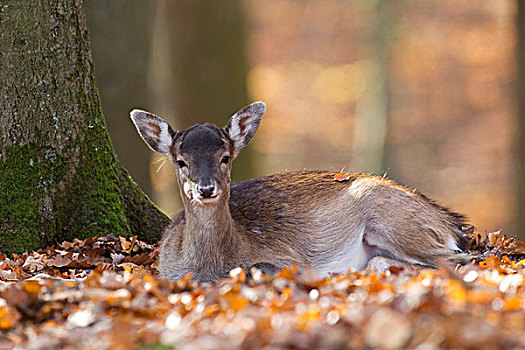 扁角鹿,黇鹿,鹿,野生动植物园,莱茵兰普法尔茨州,德国,欧洲