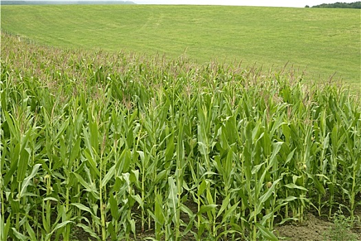 玉米,绿色,田园景色,户外