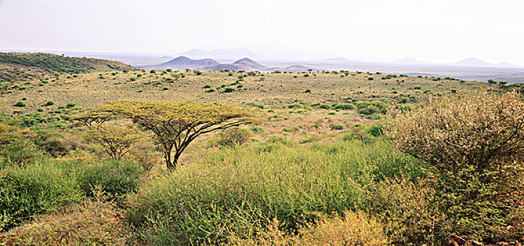伞,树,风景,肯尼亚,非洲