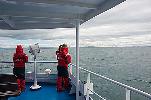 冰岛,雷克雅未克,乘坐,观鲸,旅游,幸存,套装