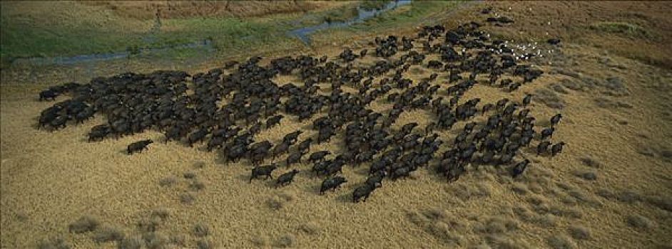 南非水牛,非洲水牛,牧群,牛背鹭,奥卡万戈三角洲,博茨瓦纳
