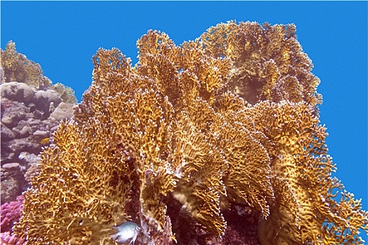珊瑚礁,黄色,珊瑚,水下