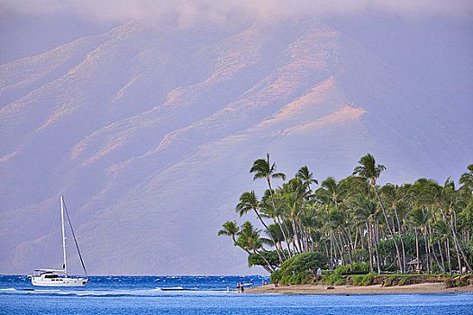 棕榈树,海滩,卡亚纳帕里,莫洛凯岛,毛伊岛,夏威夷,美国
