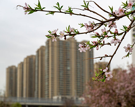 紫荆花,海棠花