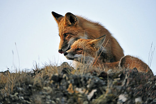 两个,红狐,玩,苔原,德纳里峰国家公园,室内,阿拉斯加