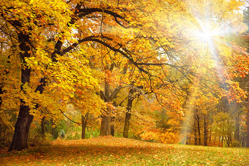 金色,秋天,阳光,美女,树,树林