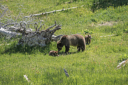 棕熊,女性,两个,幼兽,黄石国家公园,怀俄明,美国,北美