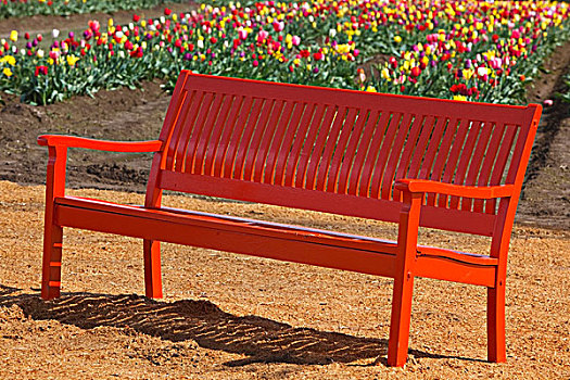 俄勒冈,美国,红色,长椅,旁侧,郁金香,土地