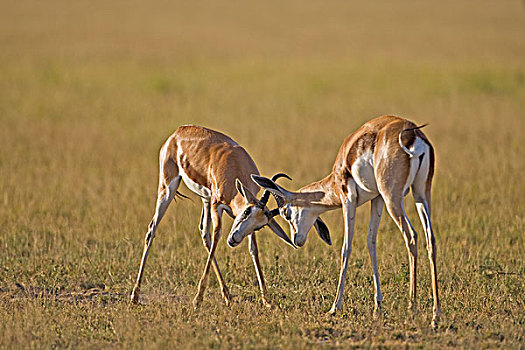 跳羚,博茨瓦纳,非洲