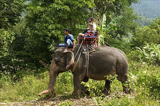 大象,苏梅岛,泰国