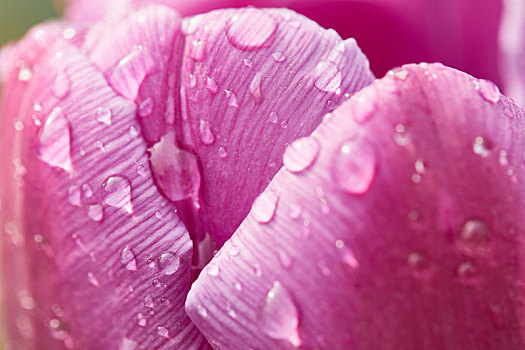 紫色粉色花瓣水滴特写