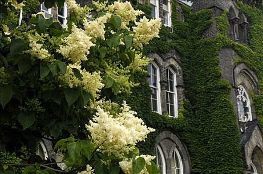 花,白色,丁香,树,正面,老,维多利亚时代风格,建筑,遮盖,绿色,常春藤