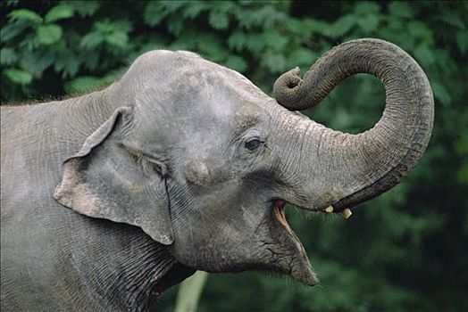 亚洲象,象属,侧面,印度