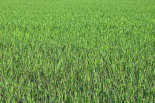 种稻,稻田,老挝,东南亚