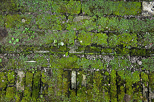 纹理,砖墙,绿色,苔藓