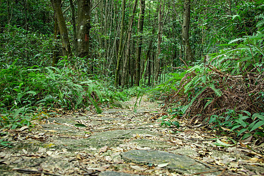 森林里的石头小路