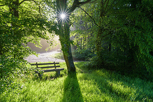 长椅,树林,太阳,春天,奥登瓦尔德,黑森州,德国