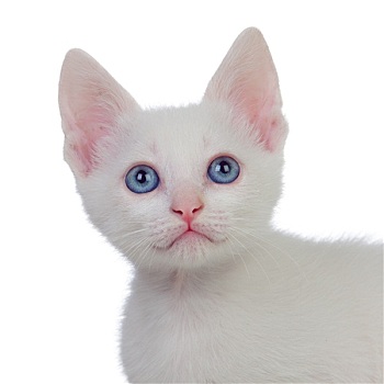 漂亮,头像,小猫,蓝眼睛