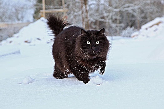 法国,黑猫,缅因,机灵,跑,玩雪