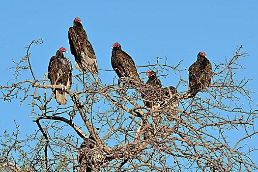 美洲鹫,红头美洲鹫,下加利福尼亚州,墨西哥,北美