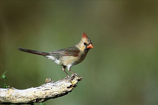 主红雀,雌性,栖息,瑞欧格兰山谷,德克萨斯