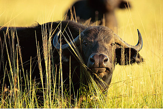 非洲水牛,塞伦盖蒂国家公园,坦桑尼亚