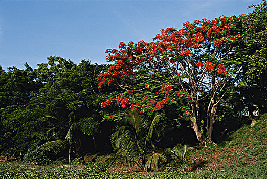 坦桑尼亚,桑给巴尔岛,遗址,树,大幅,尺寸