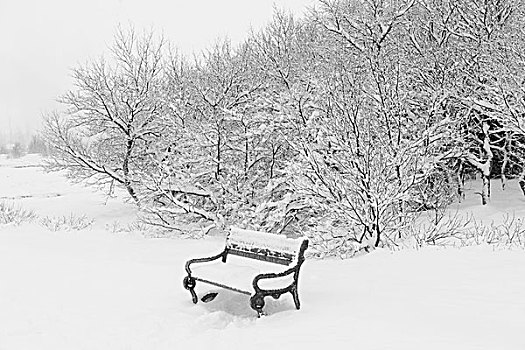 积雪,树,公园长椅,雷克雅未克,冰岛