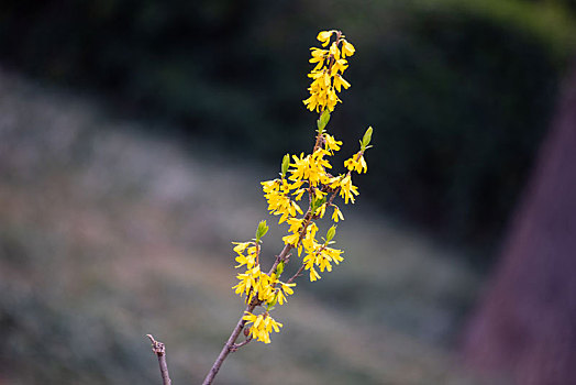 济南百花公园的各种花儿