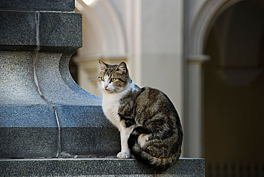猫,坐,纪念建筑,科多巴,阿根廷