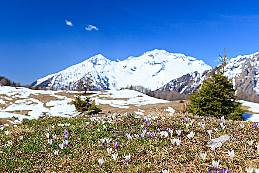 雪,顶峰,盛开,藏红花,省,山谷,伦巴第,意大利,欧洲