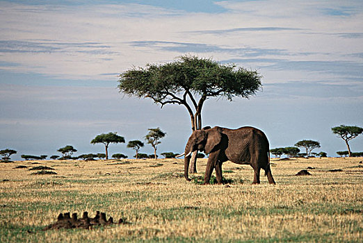 肯尼亚,马赛马拉国家保护区,非洲象,非洲,灌木,大象,大幅,尺寸