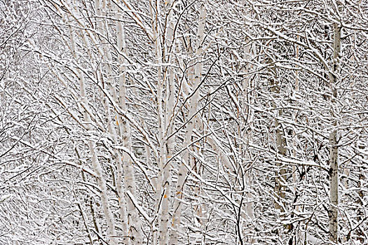 树枝,雪,春天,暴风雪,萨德伯里,安大略省,加拿大