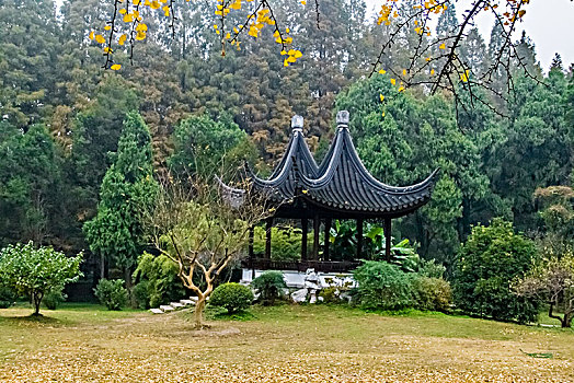南京中山植物园景观
