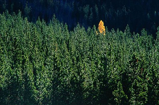 孤单,白杨,松树,卡纳纳斯基斯县,艾伯塔省,加拿大