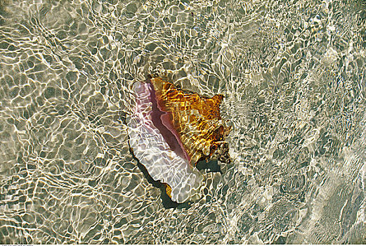 海螺壳,水中,海滩,巴哈马