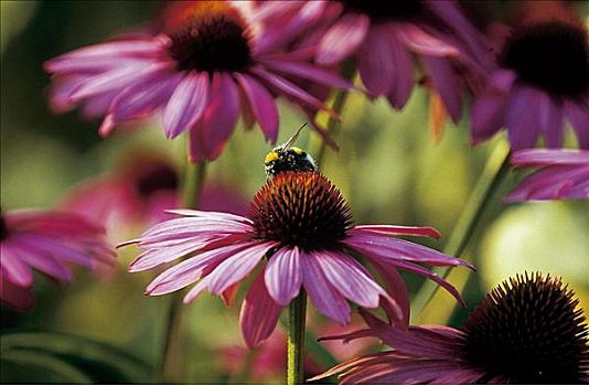 花,草药,昆虫,大黄蜂,动物