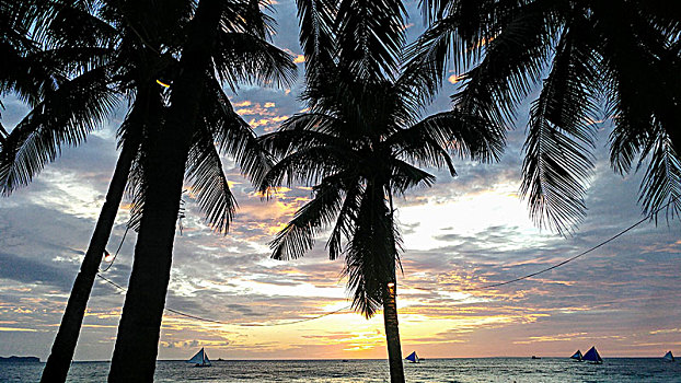 棕榈树,海洋,长滩岛,菲律宾